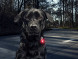 Фонарь для собак Orbiloc Dog Dual Signal Colours, синий в Хабаровске