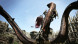 Игра Dragon&amp;#039;s Dogma: Dark Arisen [Nintendo Switch, английская версия] в Хабаровске